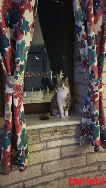 Tekir Kedi, Kedi  Emin fotoğrafı