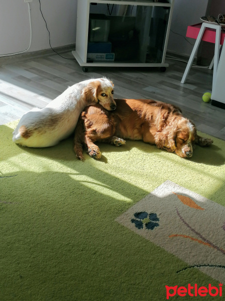 Amerikan Cocker Spaniel, Köpek  Ponçik fotoğrafı