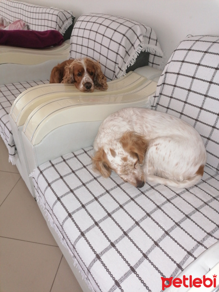 Amerikan Cocker Spaniel, Köpek  Ponçik fotoğrafı