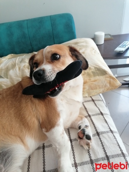 Amerikan Cocker Spaniel, Köpek  Ponçik fotoğrafı