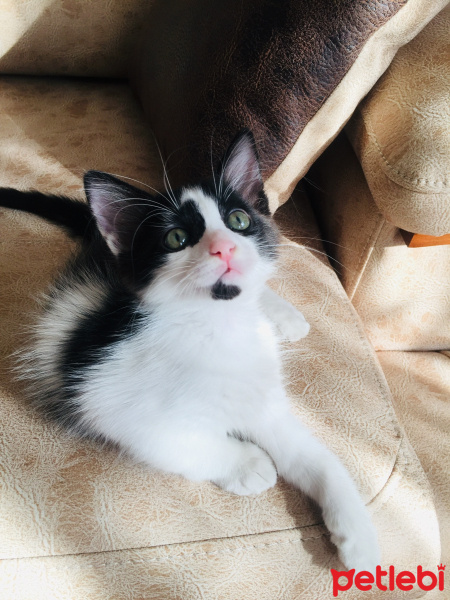 Tuxedo (Smokin) Kedi, Kedi  Karam fotoğrafı