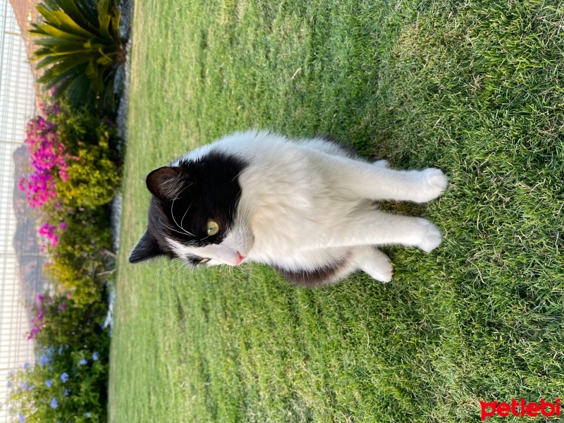 Tuxedo (Smokin) Kedi, Kedi  Karam fotoğrafı