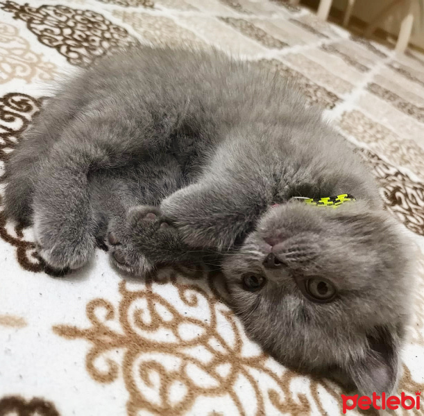 British Shorthair, Kedi  Carmen fotoğrafı