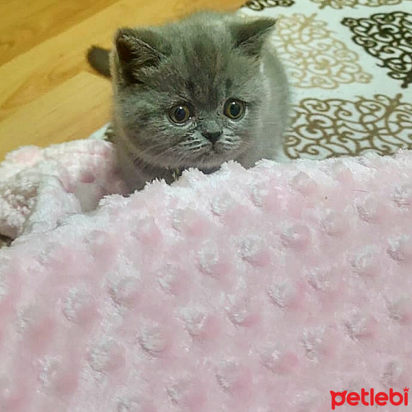 British Shorthair, Kedi  Carmen fotoğrafı