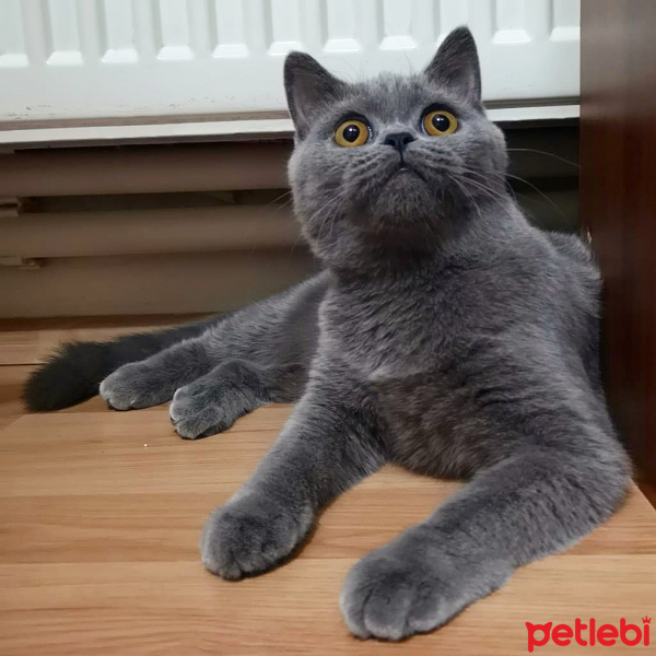 British Shorthair, Kedi  Carmen fotoğrafı