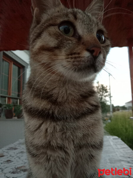 Tekir Kedi, Kedi  Pisi fotoğrafı