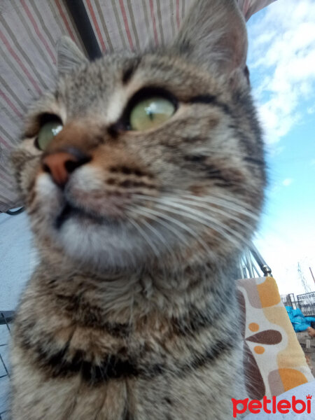 Tekir Kedi, Kedi  Pisi fotoğrafı