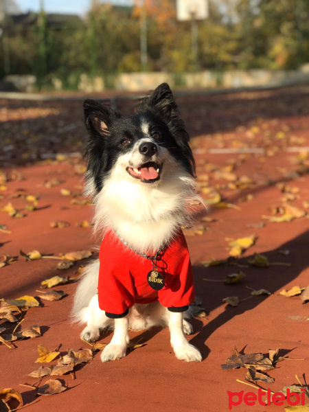 Pomeranyalı, Köpek  Bıdık fotoğrafı