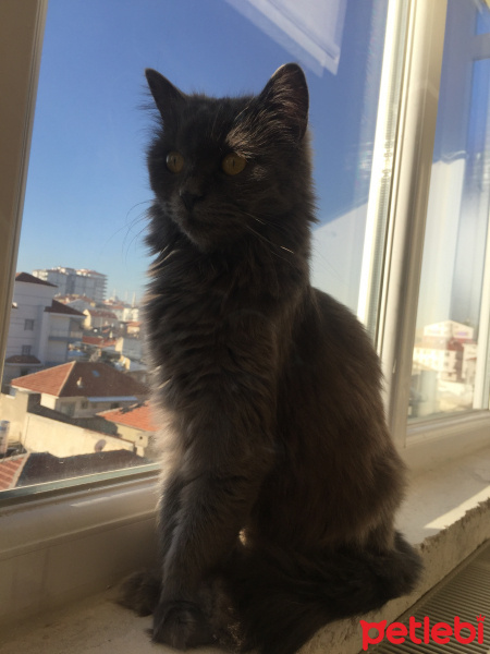 British Shorthair, Kedi  Afrodit fotoğrafı