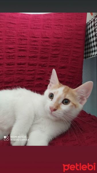 Sarman, Kedi  Sarmanlar fotoğrafı