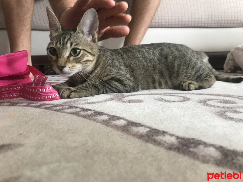 Tekir Kedi, Kedi  Barüs fotoğrafı