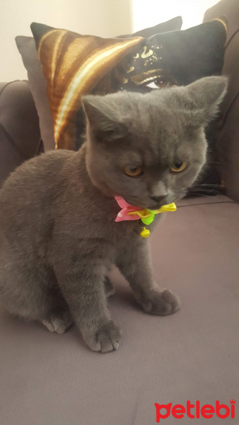British Shorthair, Kedi  Ateş fotoğrafı