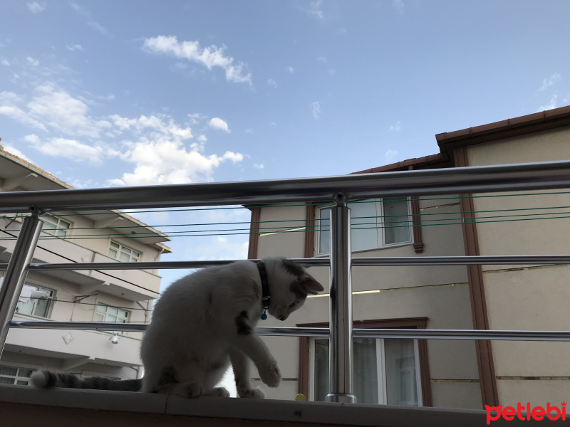 Tekir Kedi, Kedi  Gölge fotoğrafı