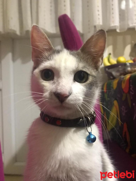 Tekir Kedi, Kedi  Gölge fotoğrafı