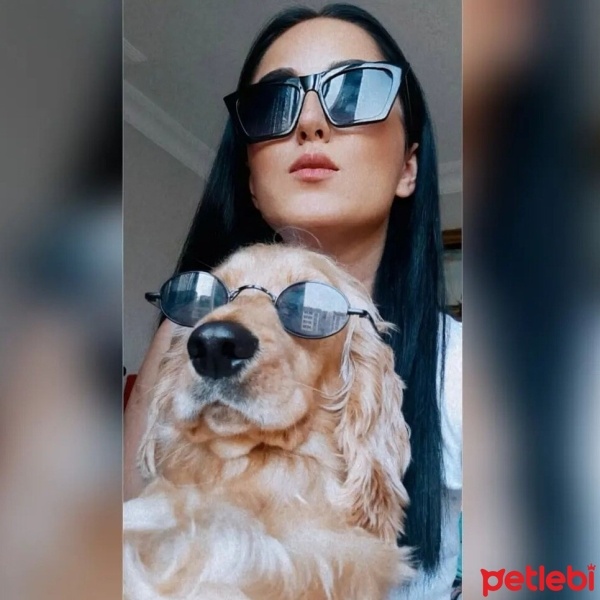 İngiliz Cocker Spaniel, Köpek  Bella fotoğrafı