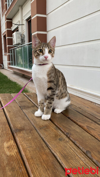 Tekir Kedi, Kedi  NOODLE fotoğrafı