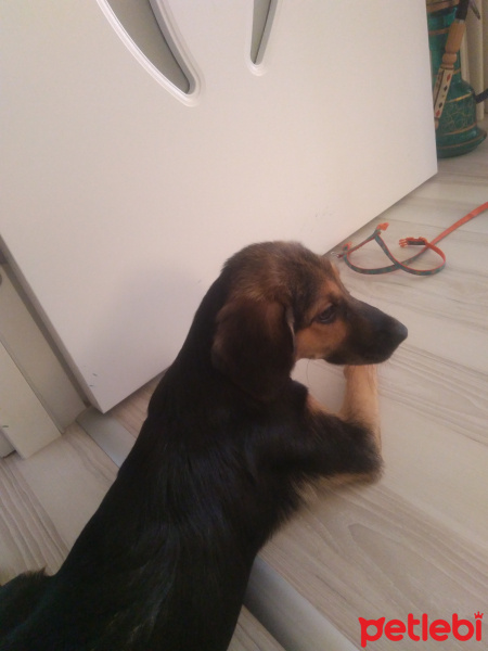 İngiliz Cocker Spaniel, Köpek  Cookie fotoğrafı