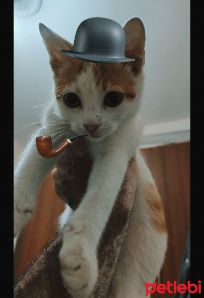 Sarman, Kedi  Puma fotoğrafı