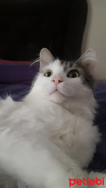 Norwegian Forest, Kedi  Arya fotoğrafı