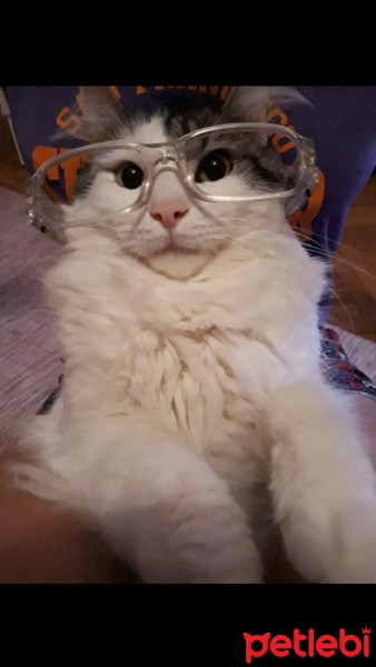 Norwegian Forest, Kedi  Arya fotoğrafı