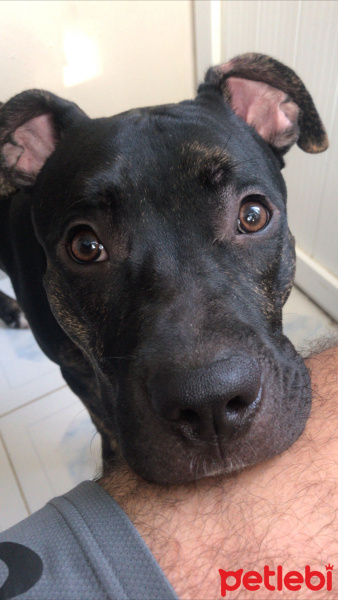 Amerikan Pitbull Terrier, Köpek  Zed fotoğrafı