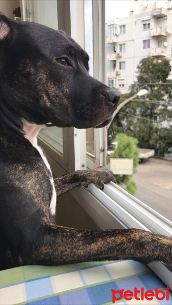 Amerikan Pitbull Terrier, Köpek  Zed fotoğrafı