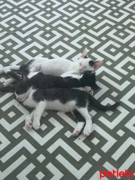 Sarman, Kedi  Henuz koymadim ismini fotoğrafı