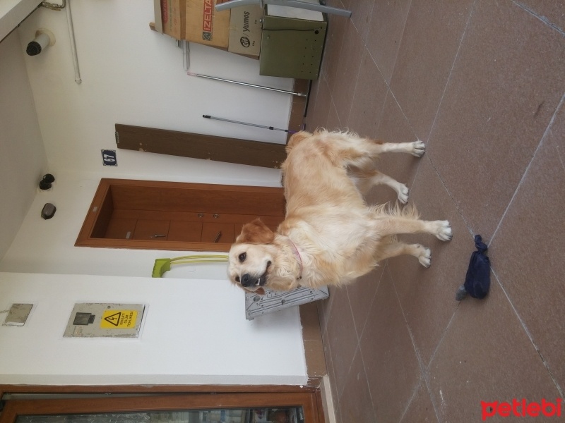 Golden Retriever, Köpek  Kopuk fotoğrafı