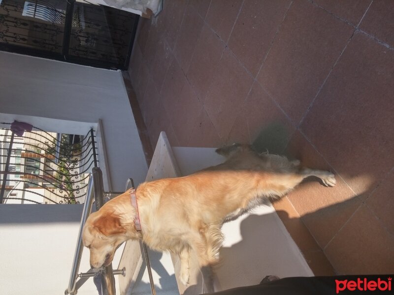 Golden Retriever, Köpek  Kopuk fotoğrafı