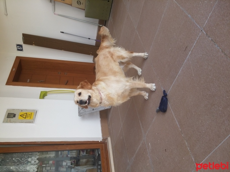 Golden Retriever, Köpek  Kopuk fotoğrafı