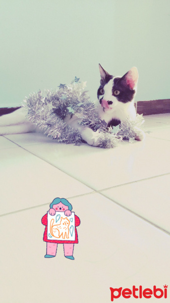 Tekir Kedi, Kedi  Gofret fotoğrafı