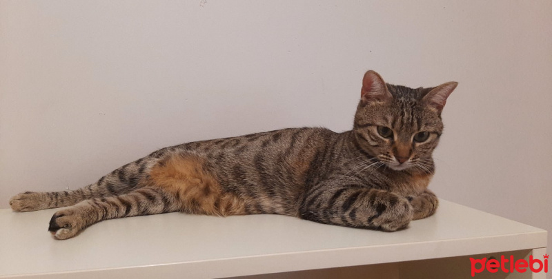 Tekir Kedi, Kedi  Mia fotoğrafı
