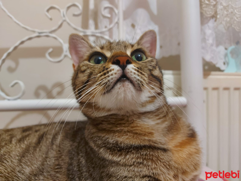 Tekir Kedi, Kedi  Mia fotoğrafı