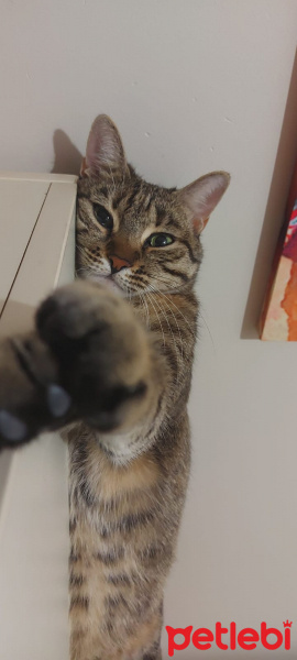 Tekir Kedi, Kedi  Mia fotoğrafı