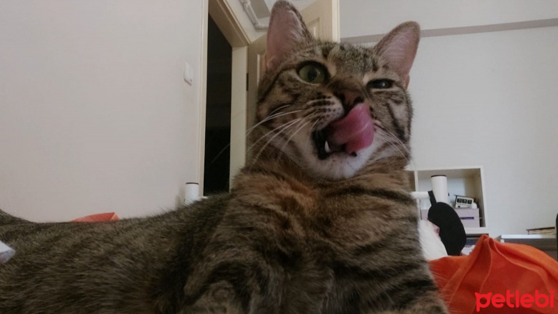 Tekir Kedi, Kedi  Mia fotoğrafı