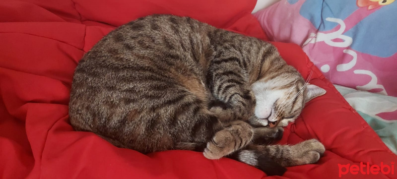 Tekir Kedi, Kedi  Mia fotoğrafı