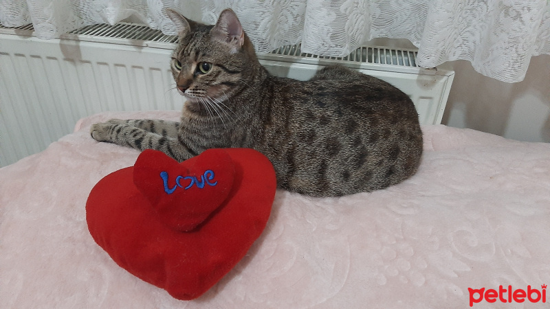 Tekir Kedi, Kedi  Mia fotoğrafı