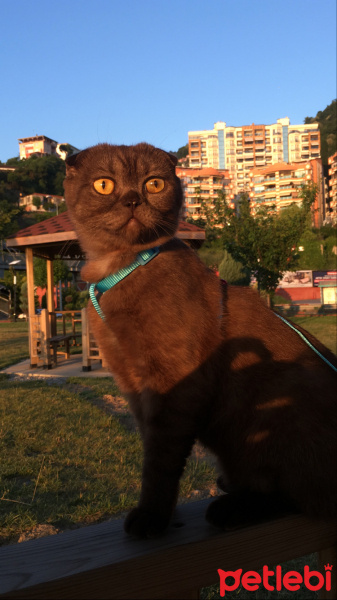 Scottish Fold, Kedi  Karamel fotoğrafı
