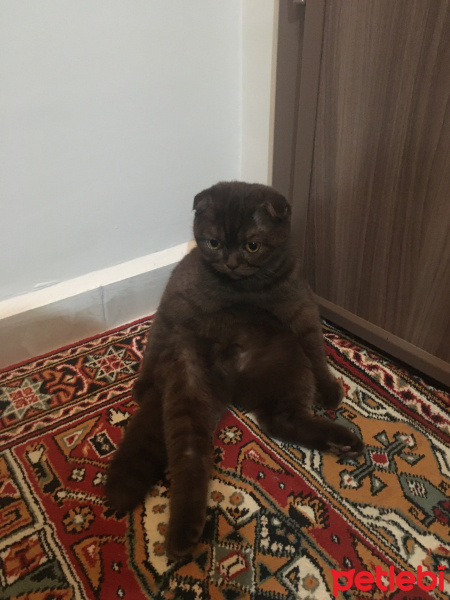 Scottish Fold, Kedi  Karamel fotoğrafı