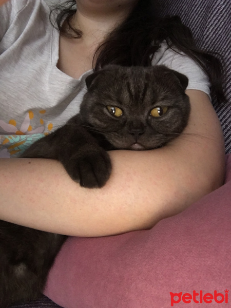 Scottish Fold, Kedi  Karamel fotoğrafı