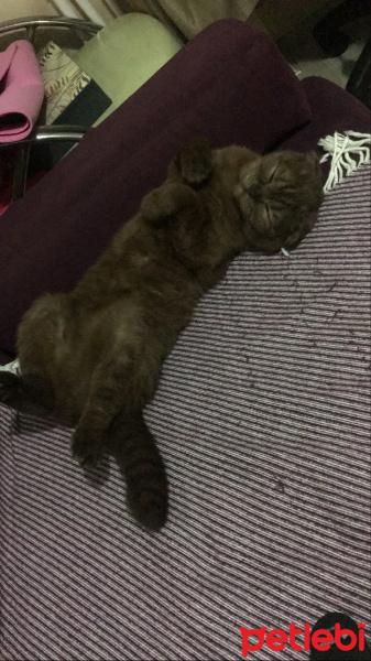 Scottish Fold, Kedi  Karamel fotoğrafı