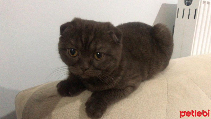 Scottish Fold, Kedi  Karamel fotoğrafı