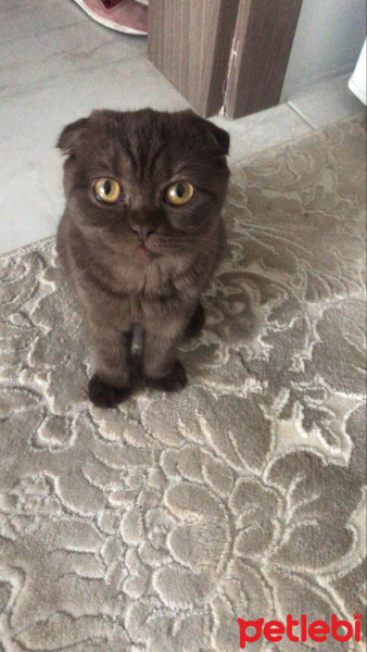 Scottish Fold, Kedi  Karamel fotoğrafı
