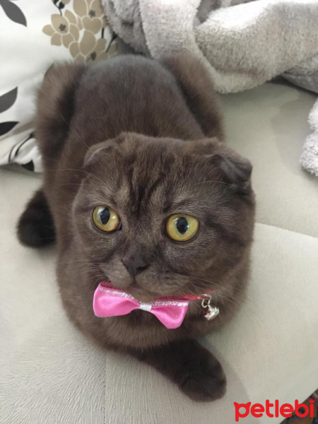 Scottish Fold, Kedi  Karamel fotoğrafı