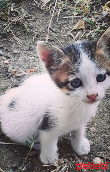 Tekir Kedi, Kedi  Mia fotoğrafı