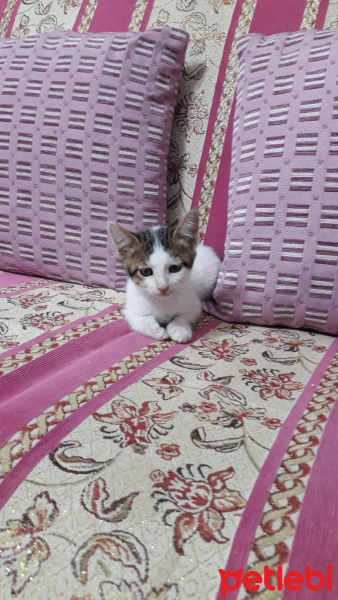 Tekir Kedi, Kedi  Mia fotoğrafı
