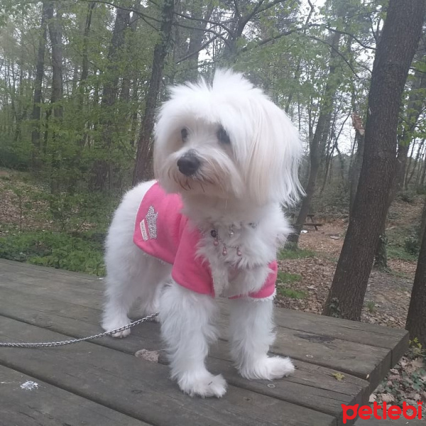 Maltese, Köpek  pamuk fotoğrafı