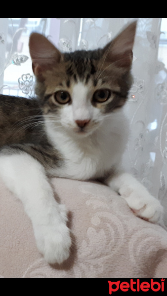 Tekir Kedi, Kedi  Mia fotoğrafı