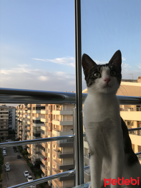 Tekir Kedi, Kedi  Çikarito fotoğrafı