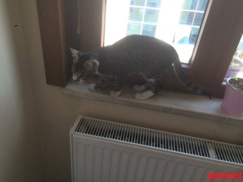 Tekir Kedi, Kedi  Leo fotoğrafı